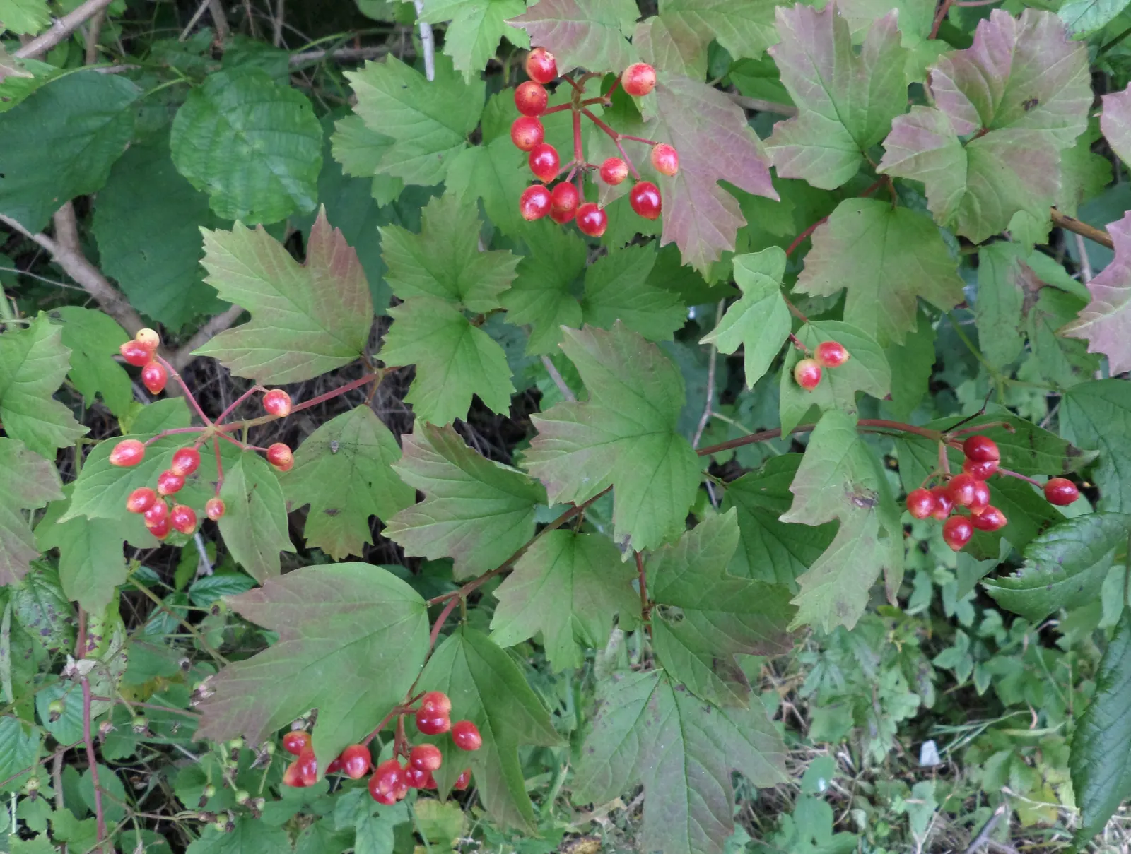 Common Snowball (Viburnum Opulus 'Roseum') — consider providing ample space for its mature size to allow for optimal growth and bloom production; the foliage