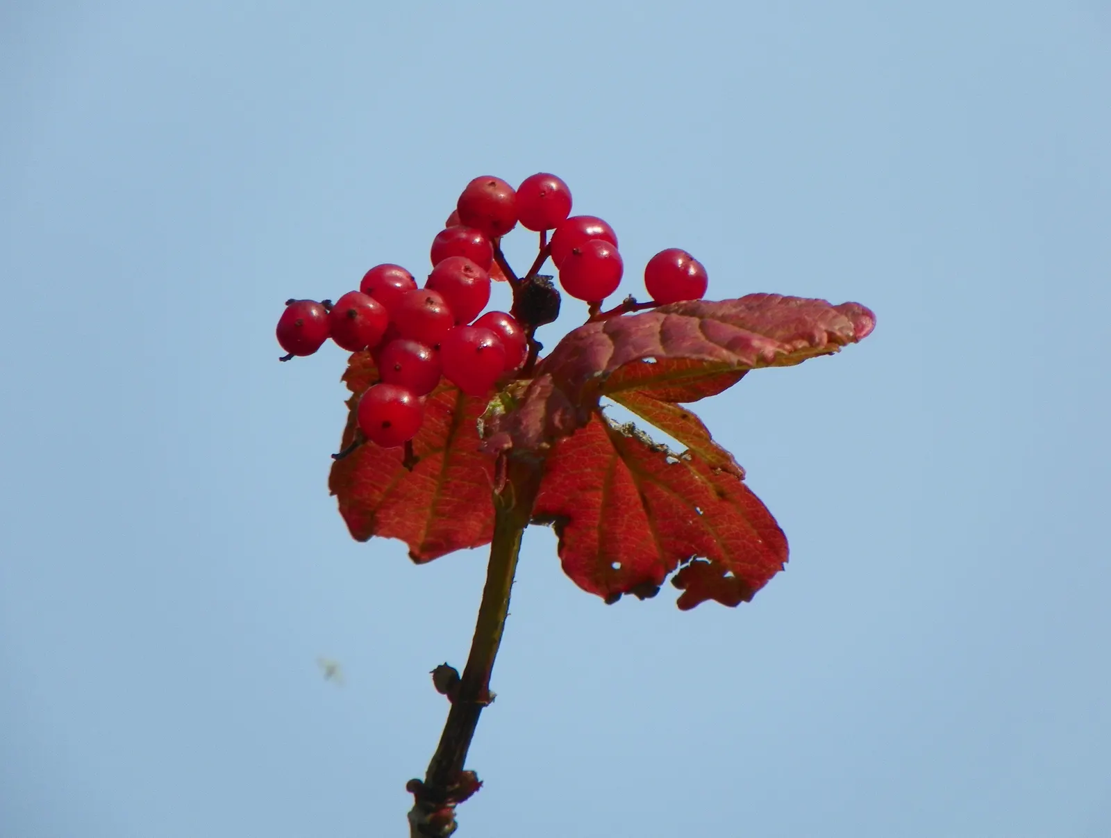 Common Snowball (Viburnum Opulus 'Roseum') — Preferring full sun to partial shade; consider providing ample space for its mature size to allow for, image 64