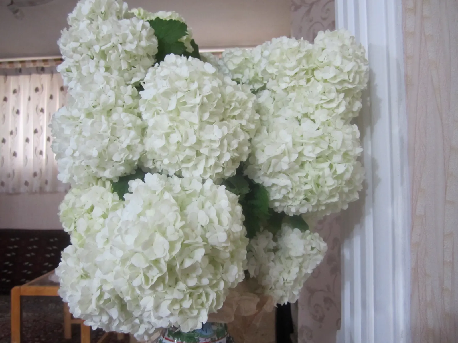 Common Snowball (Viburnum Opulus 'Roseum') — adding a layer of seasonal color variation, image 88