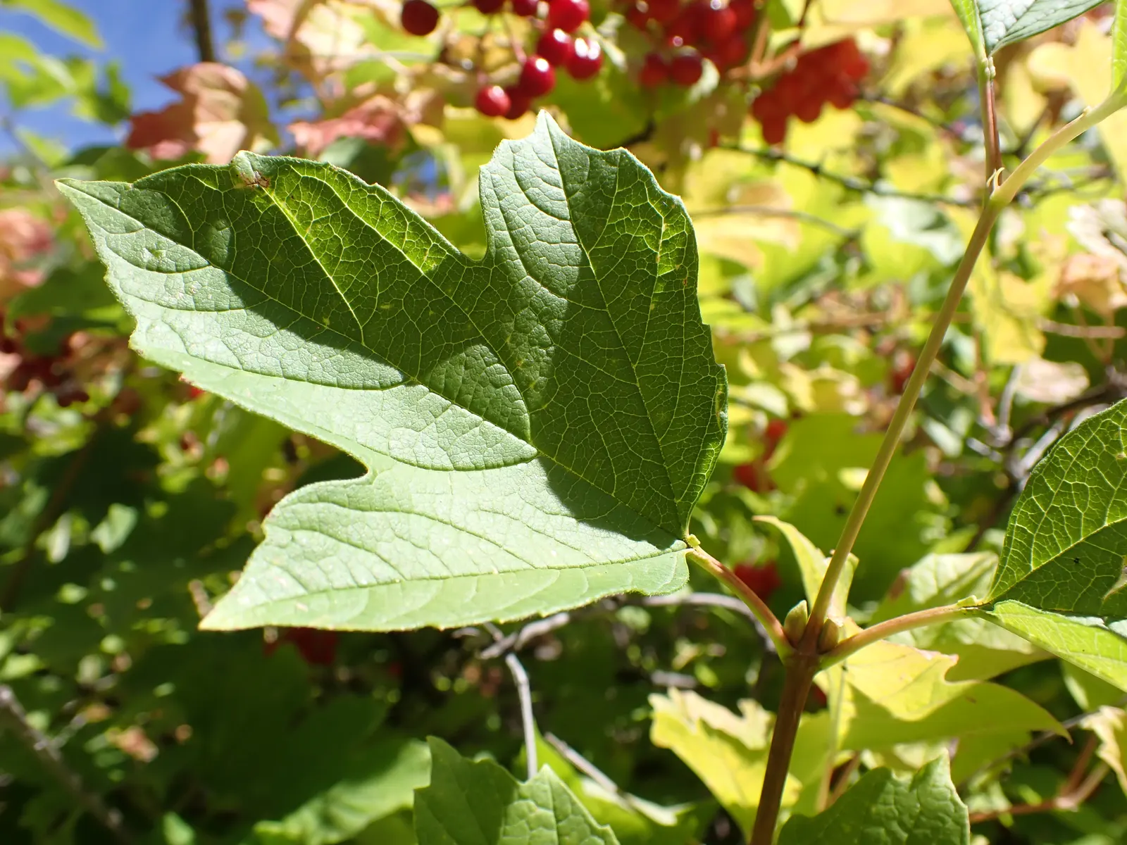 Common Snowball (Viburnum Opulus 'Roseum') — The foliage generates further interest with a transition to a purplish-red hue in the fall; scientifically known