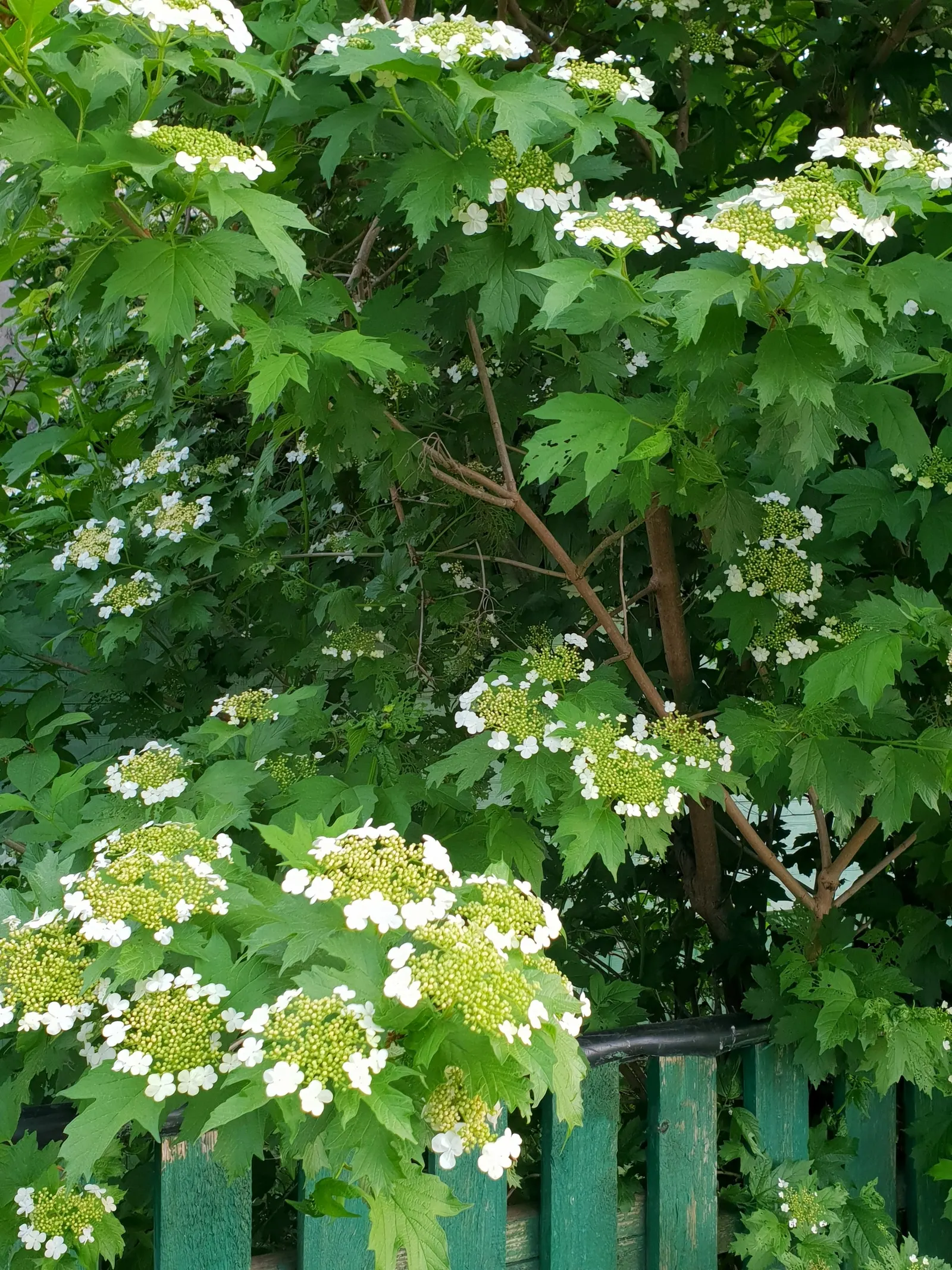Common Snowball (Viburnum Opulus 'Roseum') — globular blooms reminiscent of hydrangeas; these blossoms span up to 3 inches across and grace the plant in spring