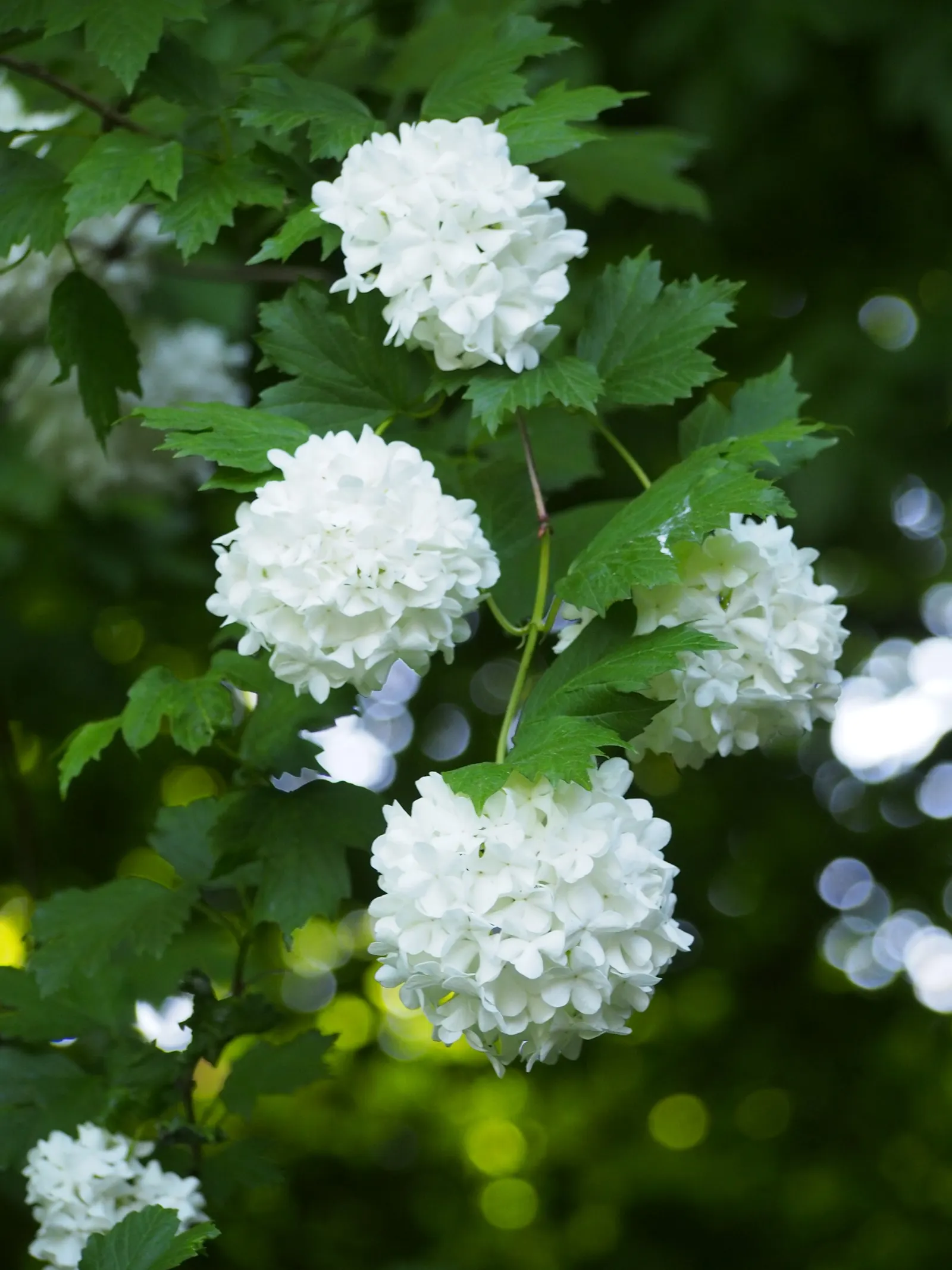 Common Snowball (Viburnum Opulus 'Roseum') — shrub for full or half; yet showy addition to their cultivated space, image 75