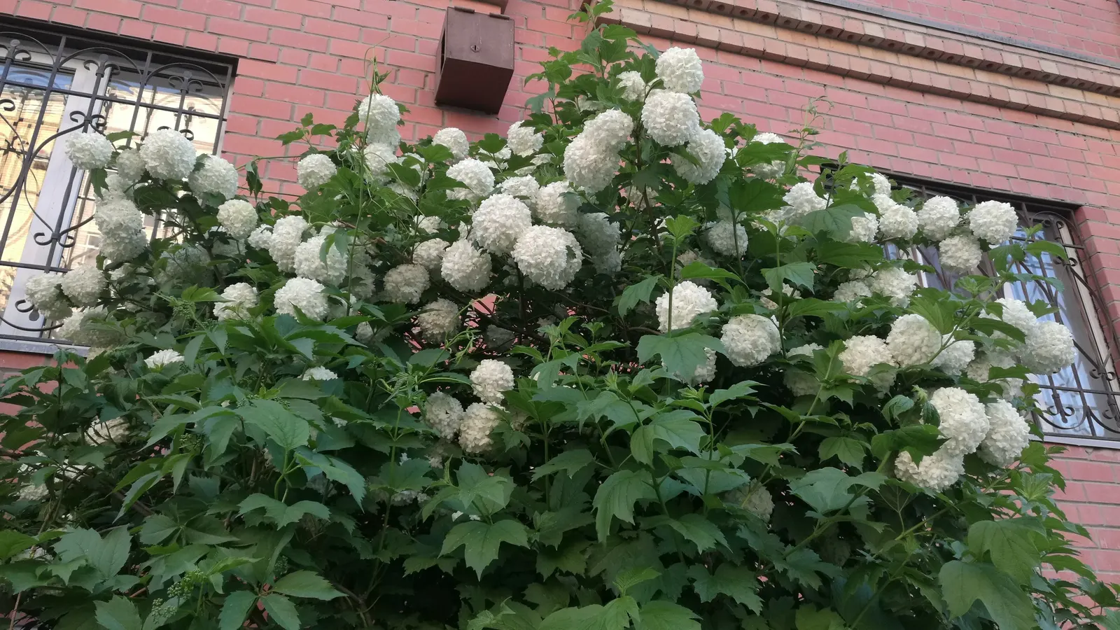 Common Snowball (Viburnum Opulus 'Roseum') — with a naturally rounded form that offers a lush backdrop of dark green leaves; shrub with white blooms, image 86