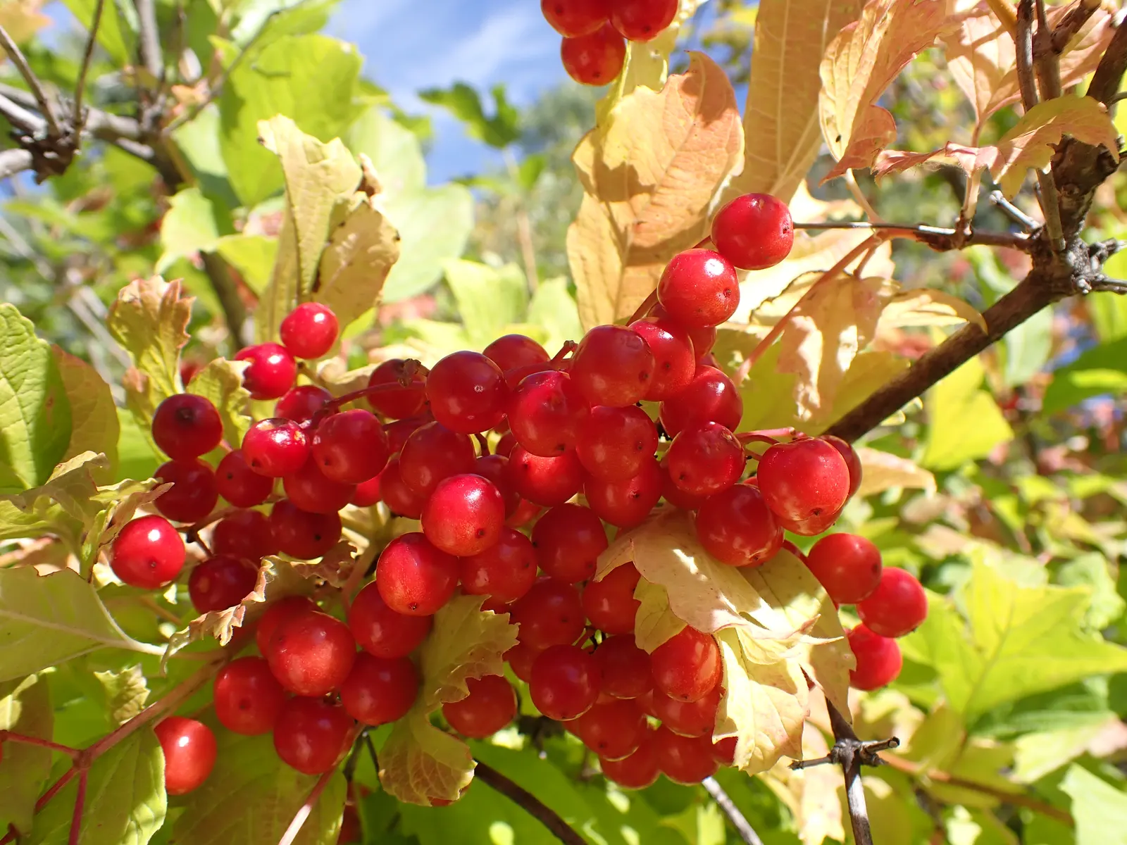 Common Snowball (Viburnum Opulus 'Roseum') — which ensures its long-term presence in the garden; white flowers in the garden, image 68