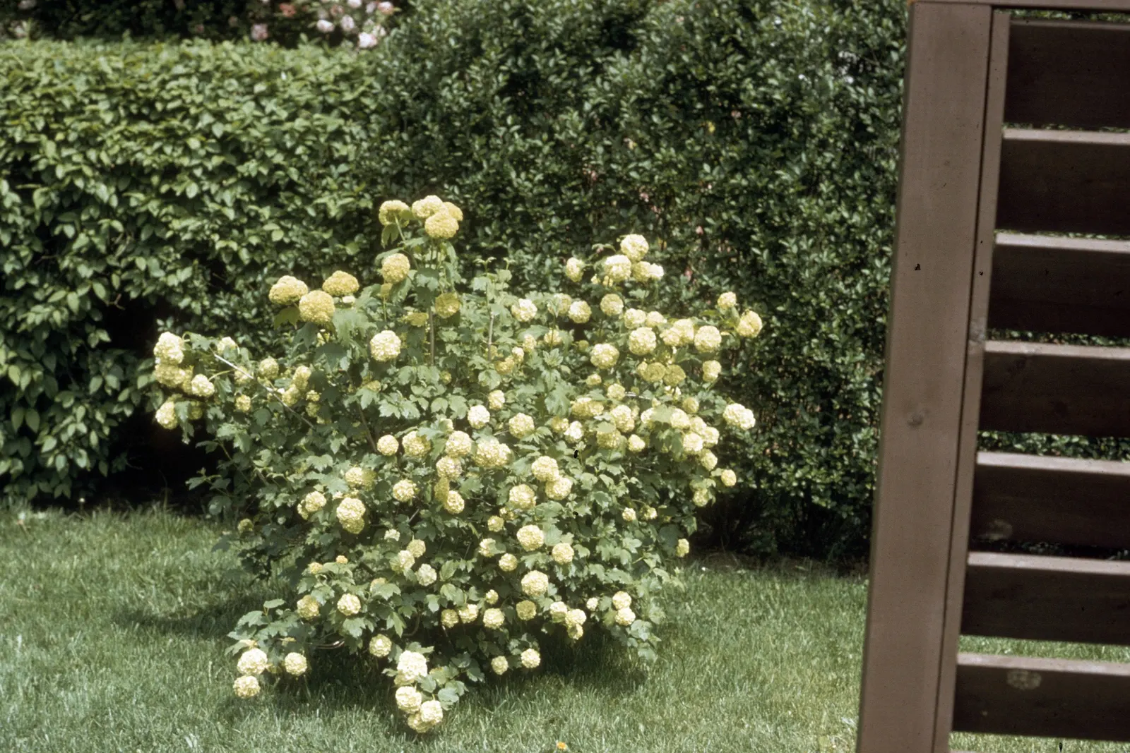 Common Snowball (Viburnum Opulus 'Roseum') — consider providing ample space for its mature size to allow for optimal growth and bloom production, image 95