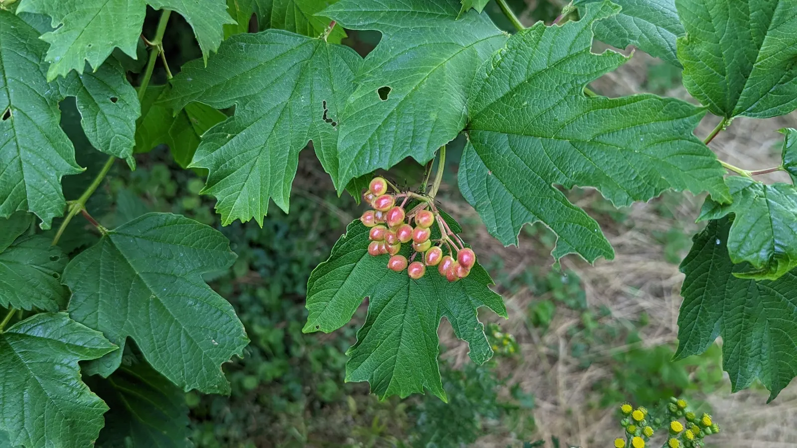 Common Snowball (Viburnum Opulus 'Roseum') — These blossoms span up to 3 inches across and grace the plant in spring; which ensures its long-term, image 53