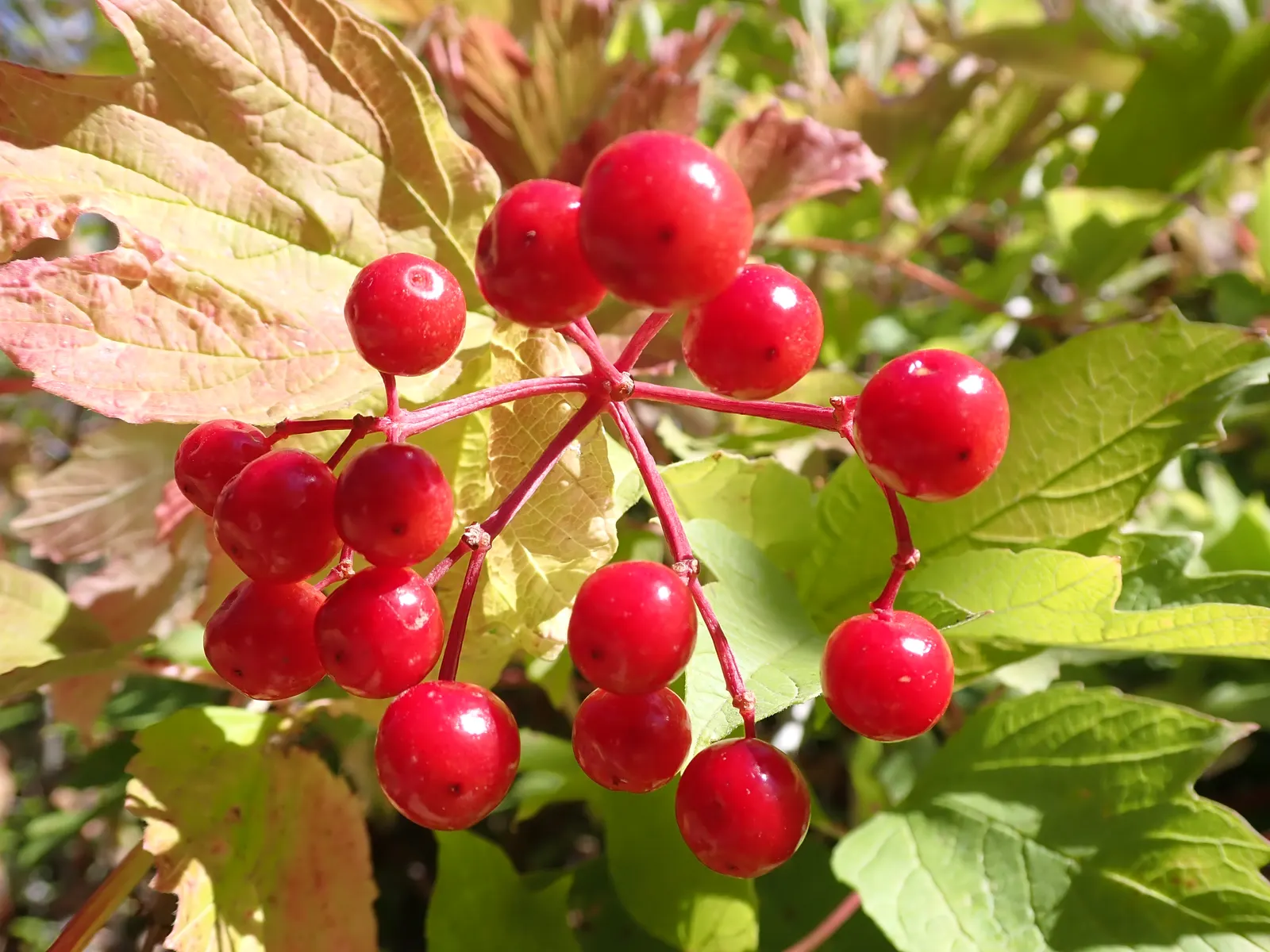 Common Snowball (Viburnum Opulus 'Roseum') — then transform to a radiant white in late spring; this Viburnum is resistant to many pests and diseases, image 60