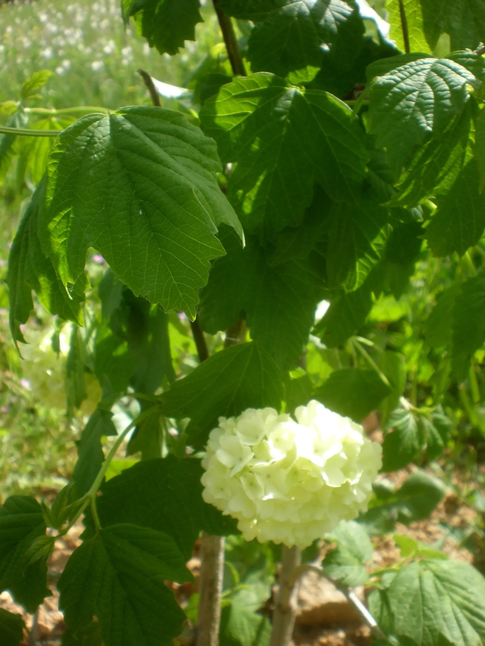 Common Snowball (Viburnum Opulus 'Roseum') — which ensures its long-term presence in the garden; white flowers in the garden, image 93