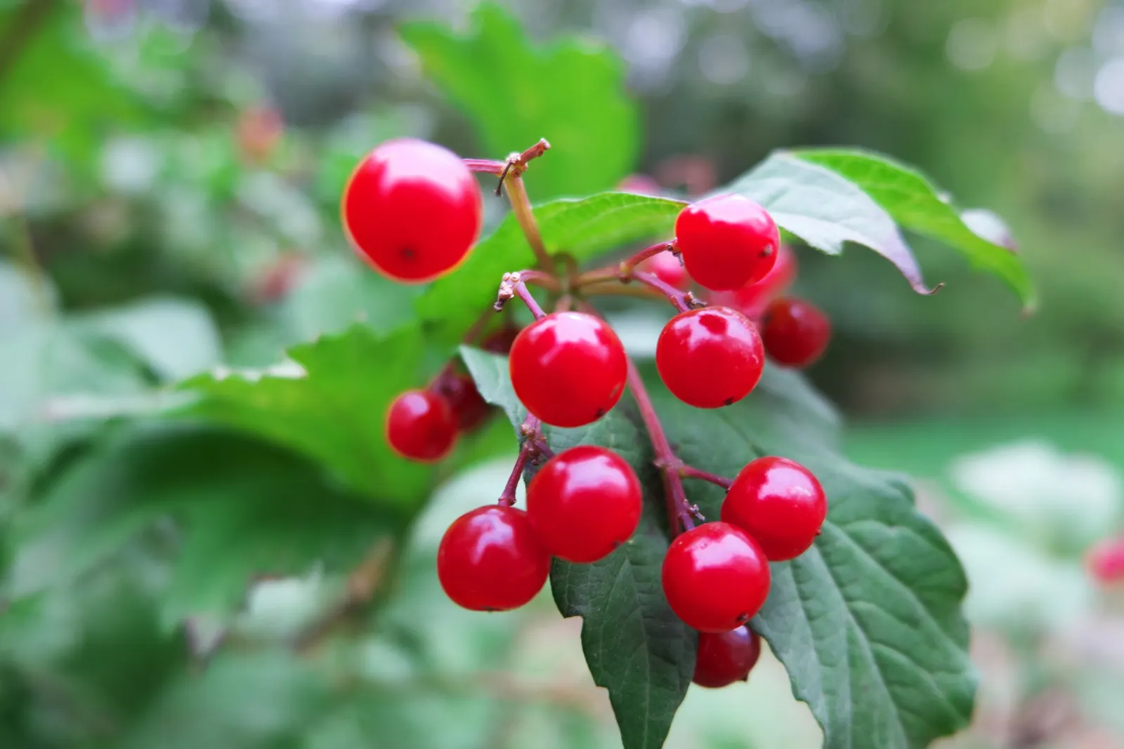 Common Snowball (Viburnum Opulus 'Roseum') — is a deciduous ornamental shrub that serves as a stunning focal point in any landscape design; the, image 57