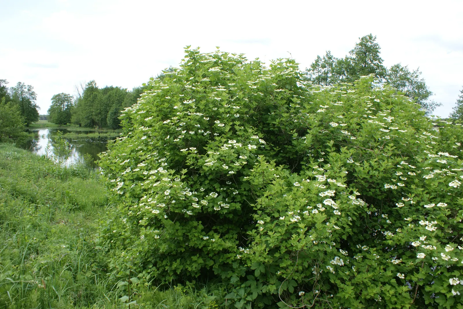 Common Snowball (Viburnum Opulus 'Roseum') — with a naturally rounded form that offers a lush backdrop of dark green leaves; shrub with white blooms, image 61