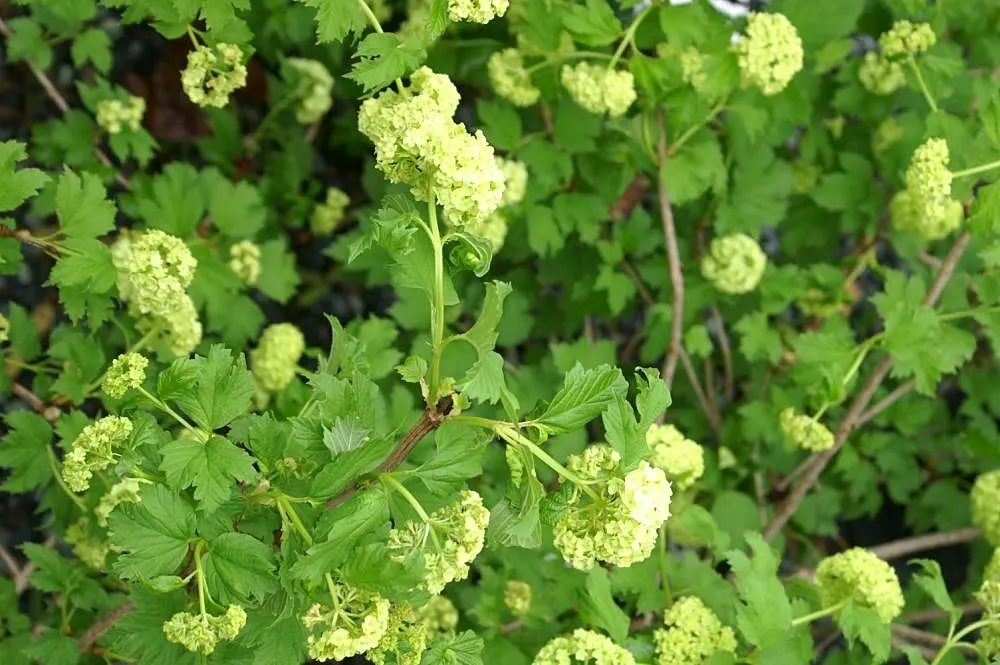 Common Snowball (Viburnum Opulus 'Roseum') — scientifically known as Viburnum opulus 'Roseum'; preferring full sun to partial shade, image 81