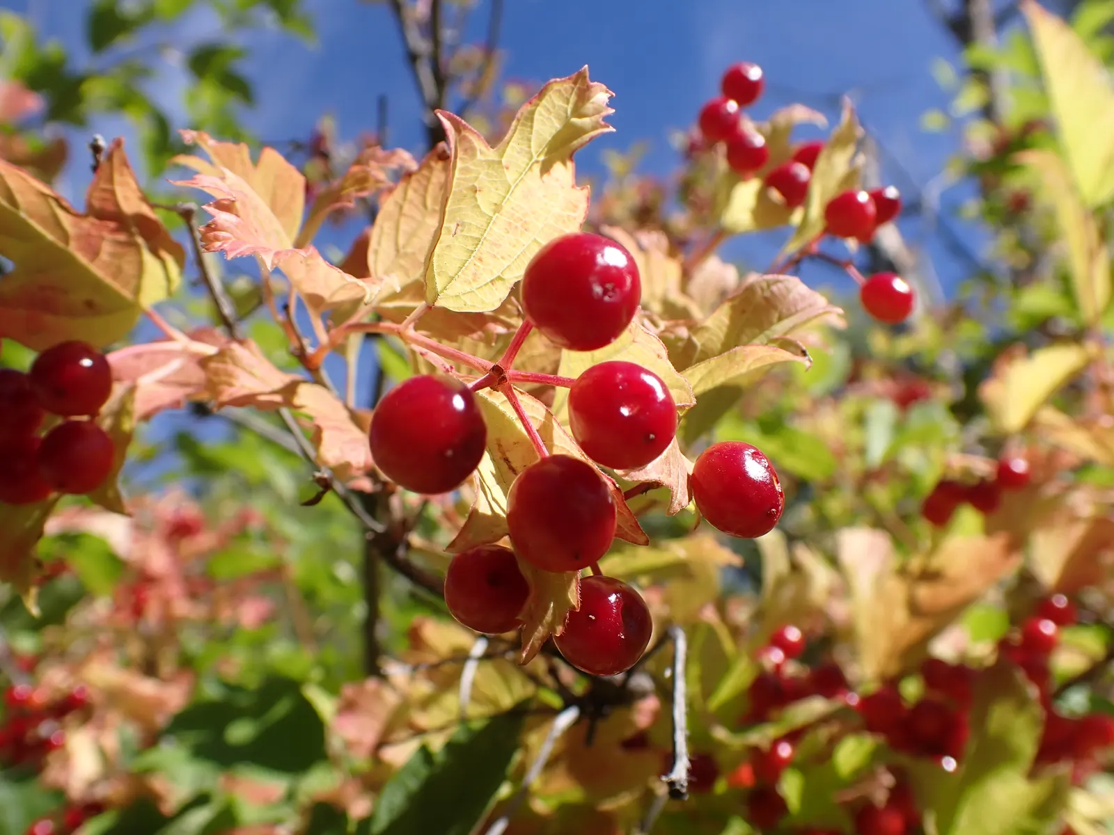 Common Snowball (Viburnum Opulus 'Roseum') — with dense clusters of sterile flowers that emerge as green; then transform to a radiant white in late, image 59