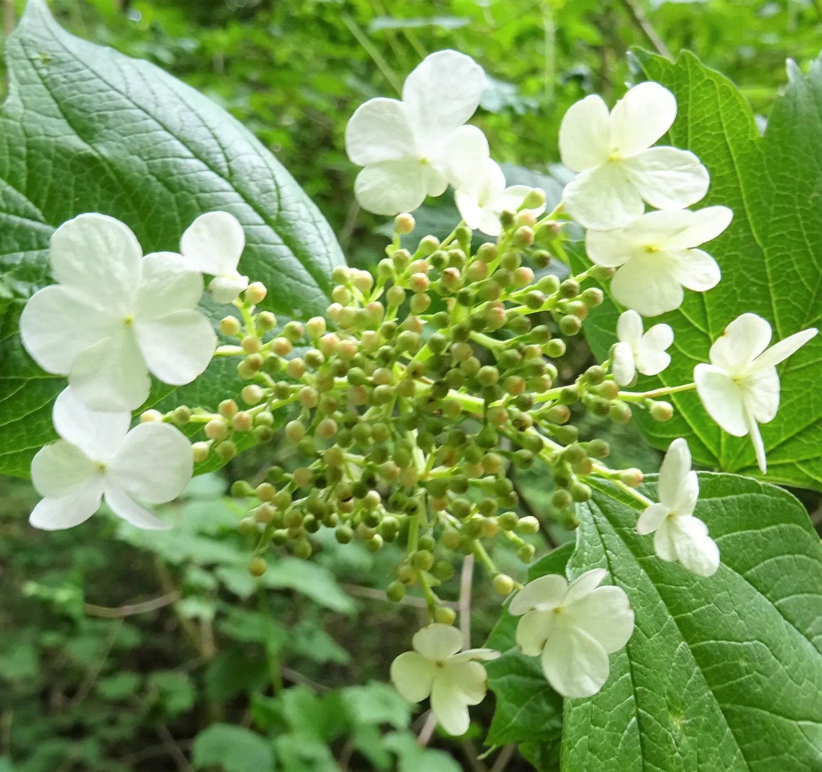 Common Snowball (Viburnum Opulus 'Roseum') — this Viburnum is resistant to many pests and diseases; loamy soil but is relatively adaptable to various soil