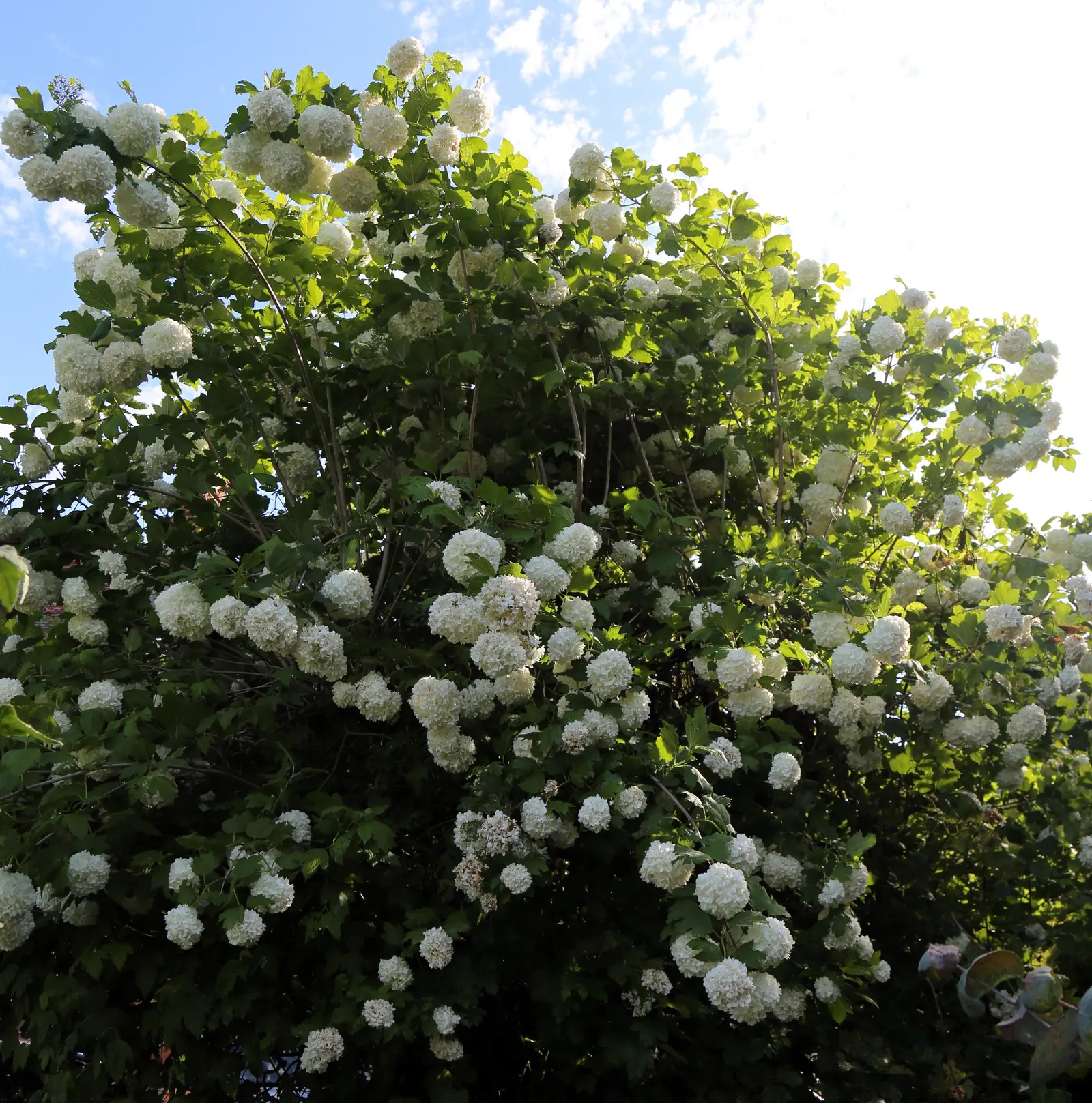Common Snowball (Viburnum Opulus 'Roseum') — The foliage generates further interest with a transition to a purplish-red hue in the fall, image 87