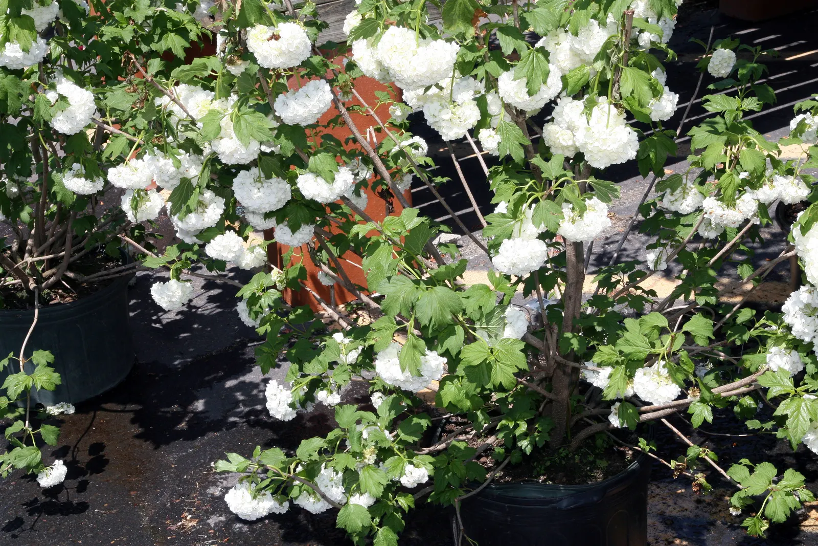 Common Snowball (Viburnum Opulus 'Roseum') — Hardy in zones 3-8, this viburnum variety offers a low-maintenance, showy addition to any landscape, image 80