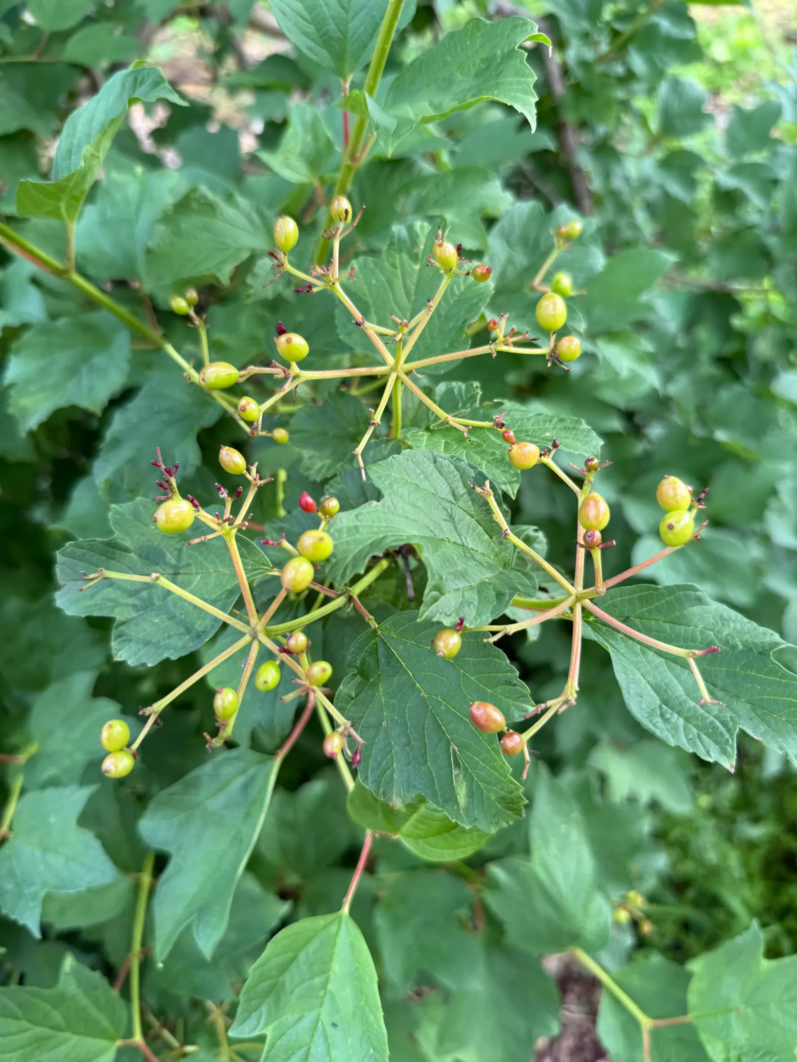 Common Snowball (Viburnum Opulus 'Roseum') — shrub for full or half; yet showy addition to their cultivated space, image 100