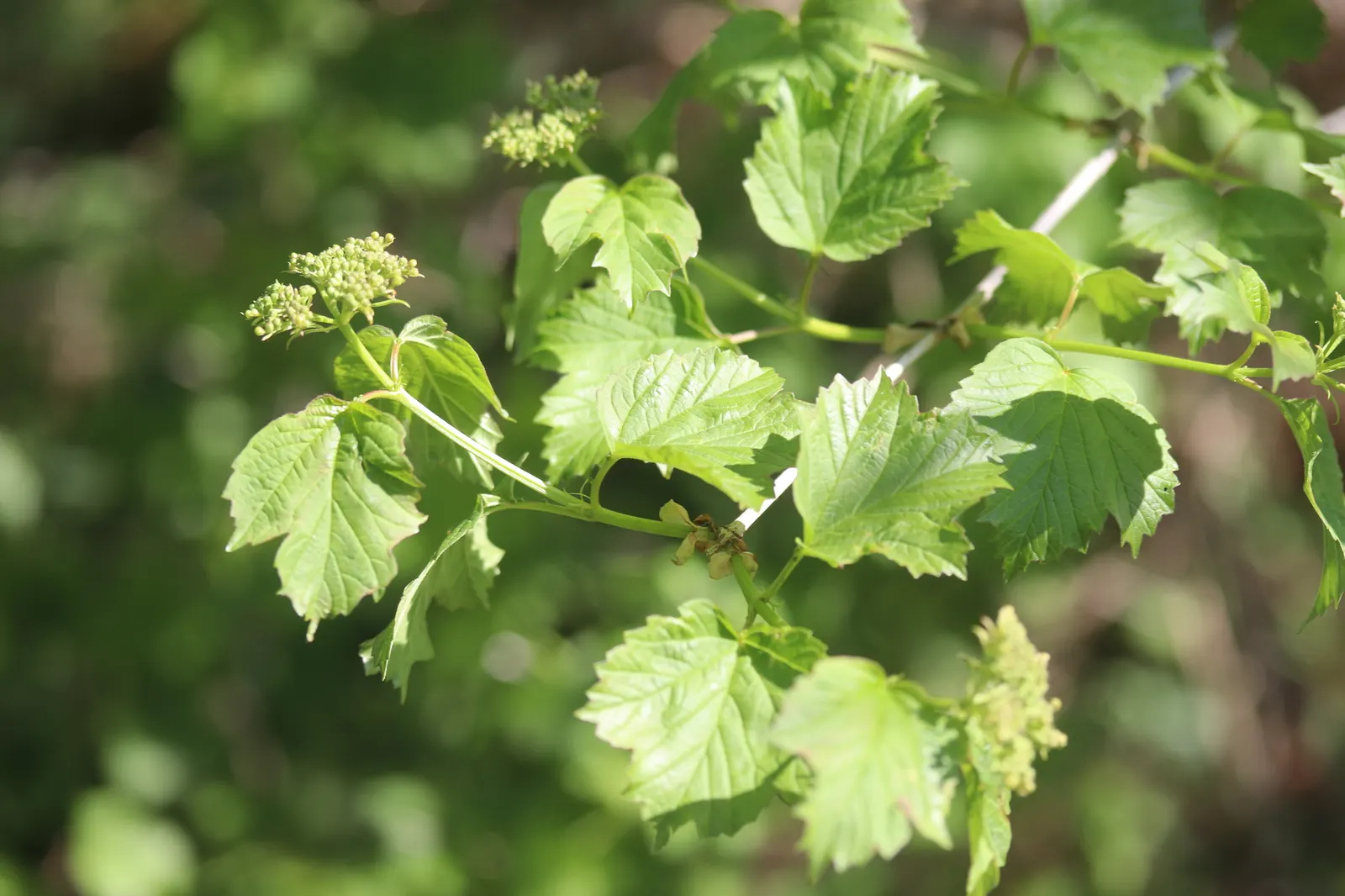 Common Snowball (Viburnum Opulus 'Roseum') — When planning its placement; hardy in zones 3-8, this viburnum variety offers a low-maintenance, showy addition to