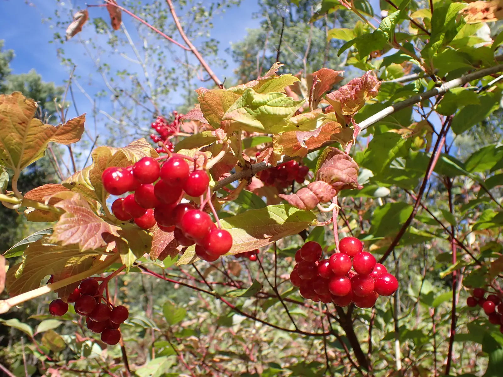 Common Snowball (Viburnum Opulus 'Roseum') — adding a layer of seasonal color variation, image 63