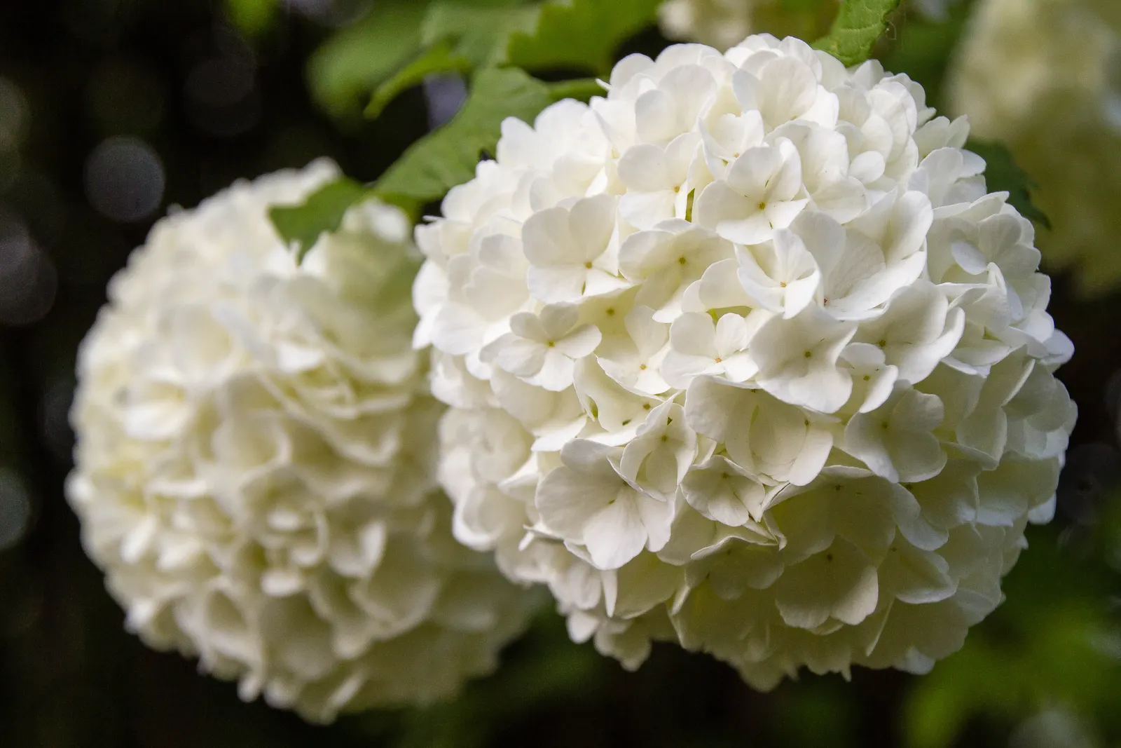 Common Snowball (Viburnum Opulus 'Roseum') — Hardy in zones 3-8, this viburnum variety offers a low-maintenance, showy addition to any landscape, image 105