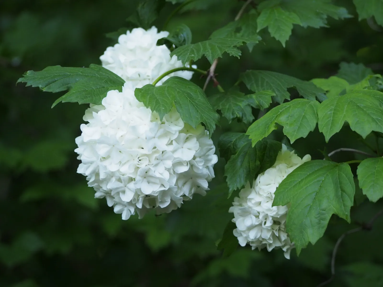 Common Snowball (Viburnum Opulus 'Roseum') — yet showy addition to their cultivated space; is a striking deciduous shrub, image 72