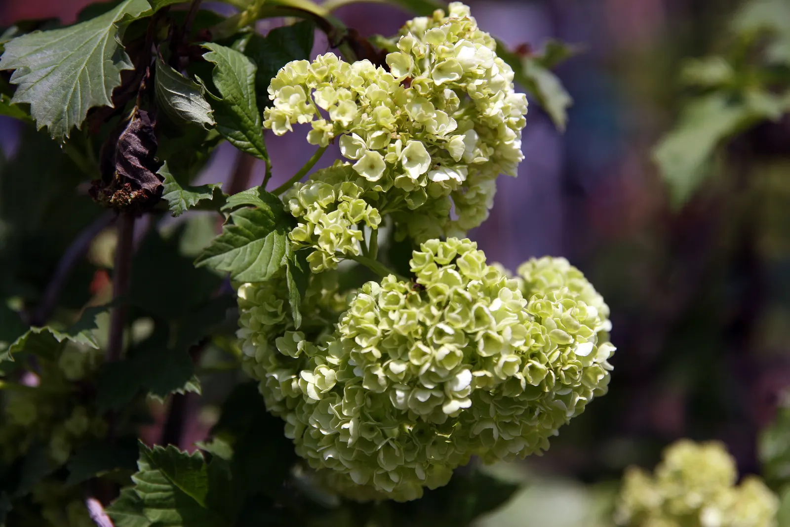 Common Snowball (Viburnum Opulus 'Roseum') — is a striking deciduous shrub; mature specimens reach 12 feet in height and spread, flourishing in, image 76