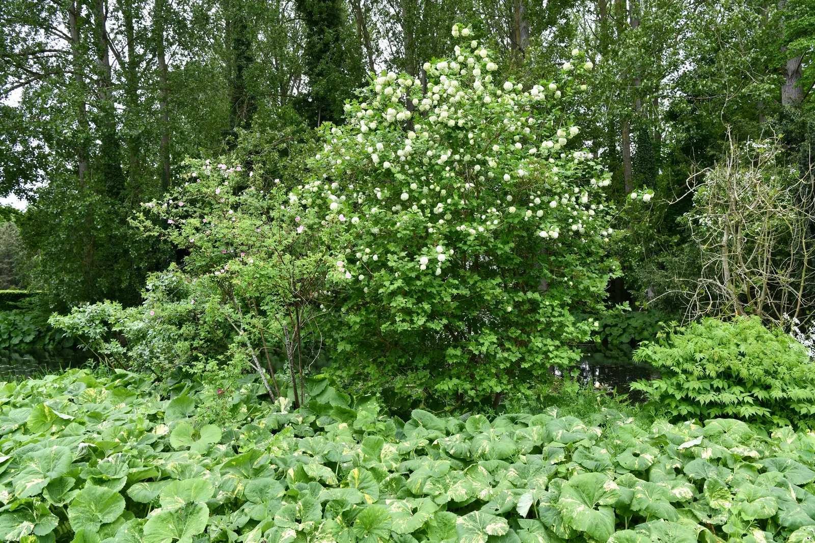 Common Snowball (Viburnum Opulus 'Roseum') — the Common Snowball thrives in well-drained; globe-shaped clusters of white flowers that resemble, image 90