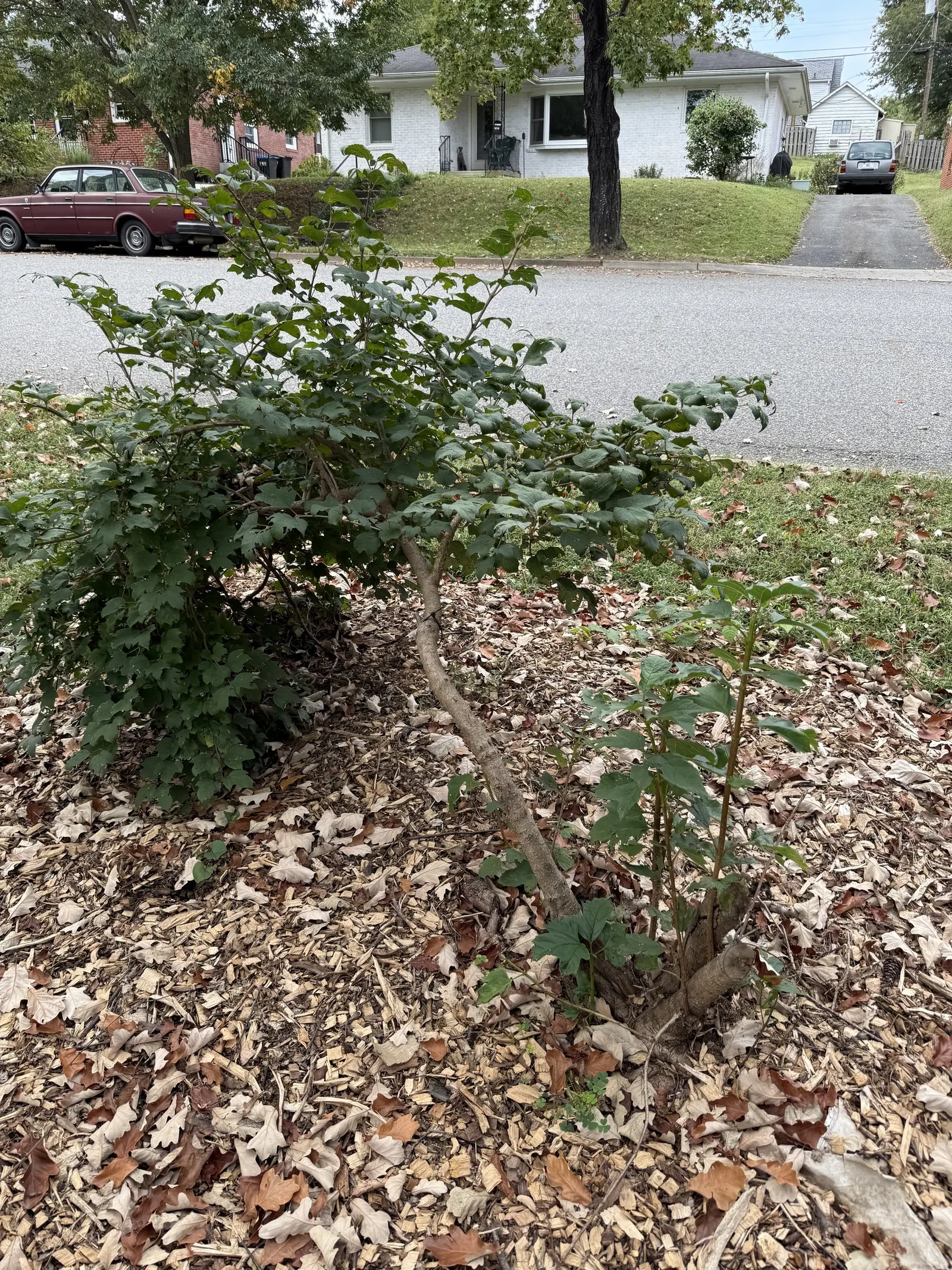 Common Snowball (Viburnum Opulus 'Roseum') — These blossoms span up to 3 inches across and grace the plant in spring; which ensures its long-term, image 103