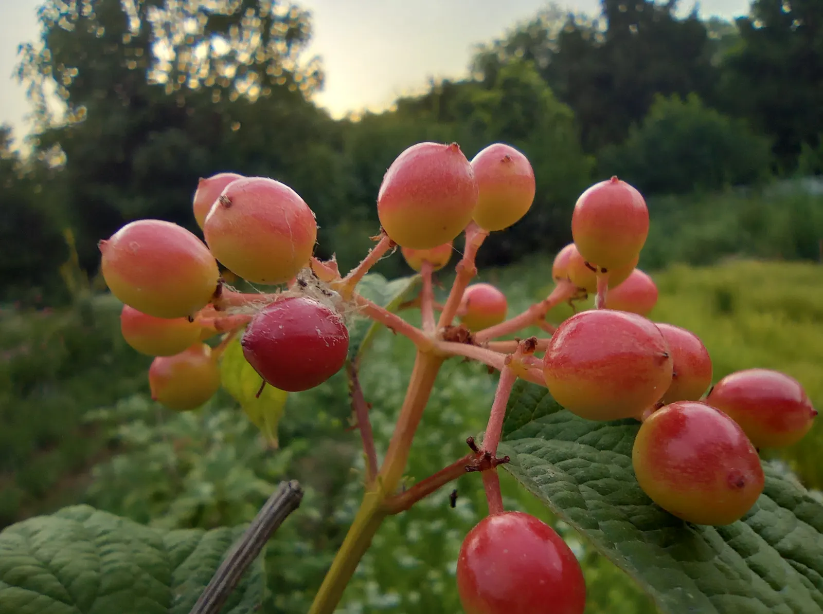 Common Snowball (Viburnum Opulus 'Roseum') — is a deciduous ornamental shrub that serves as a stunning focal point in any landscape design; the Viburnum opulus