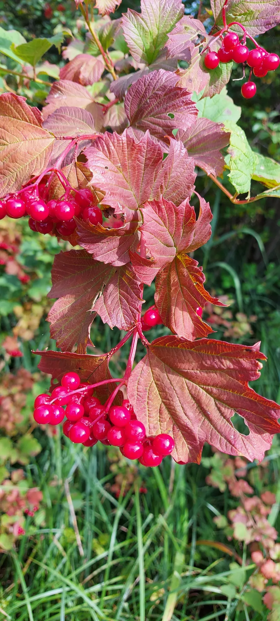 Common Snowball (Viburnum Opulus 'Roseum') — globular blooms reminiscent of hydrangeas; these blossoms span up to 3 inches across and grace the, image 58