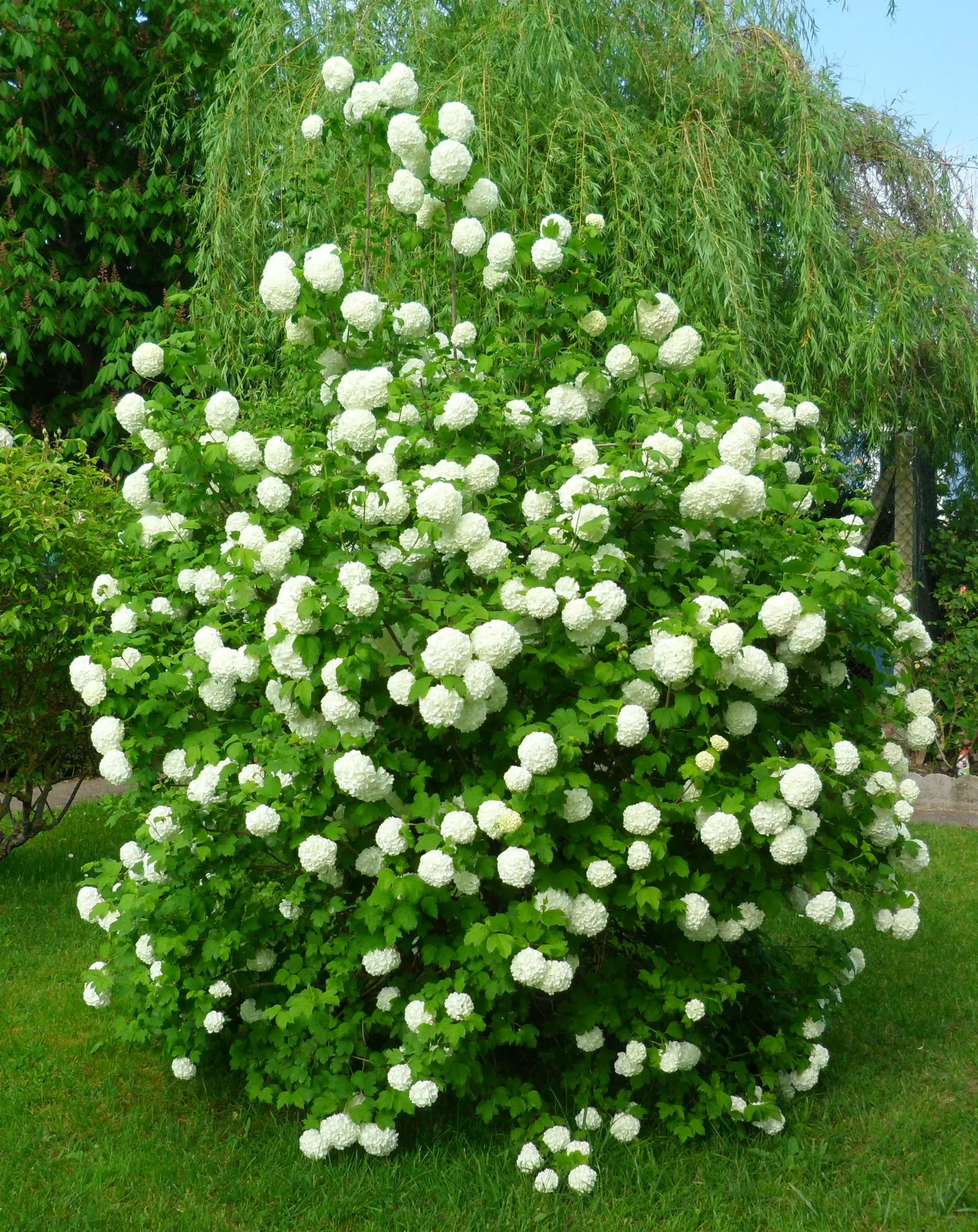 Common Snowball (Viburnum Opulus 'Roseum') — scientifically known as Viburnum opulus 'Roseum'; preferring full sun to partial shade, image 106