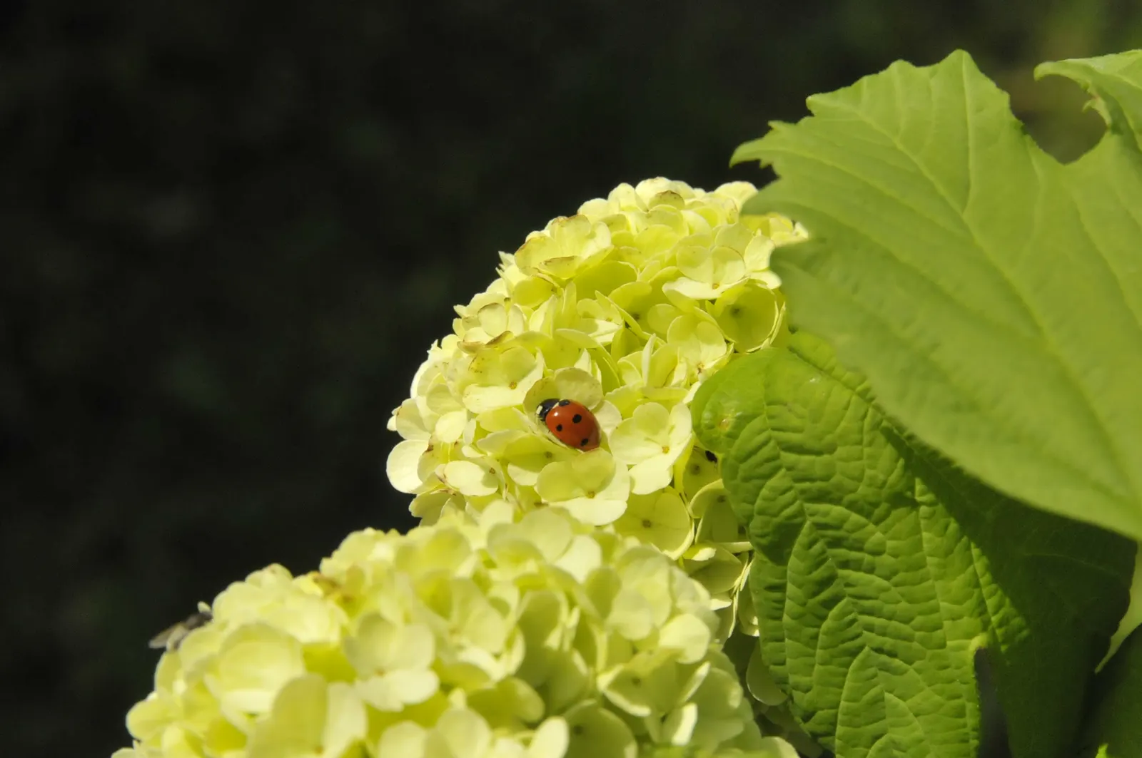 Common Snowball (Viburnum Opulus 'Roseum') — with dense clusters of sterile flowers that emerge as green; then transform to a radiant white in late, image 84