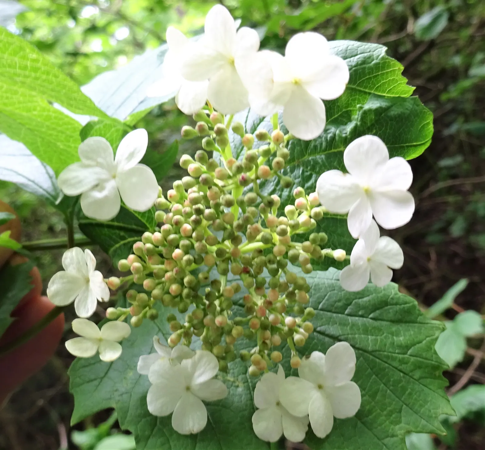 Common Snowball (Viburnum Opulus 'Roseum') — which ensures its long-term presence in the garden; white flowers in the garden