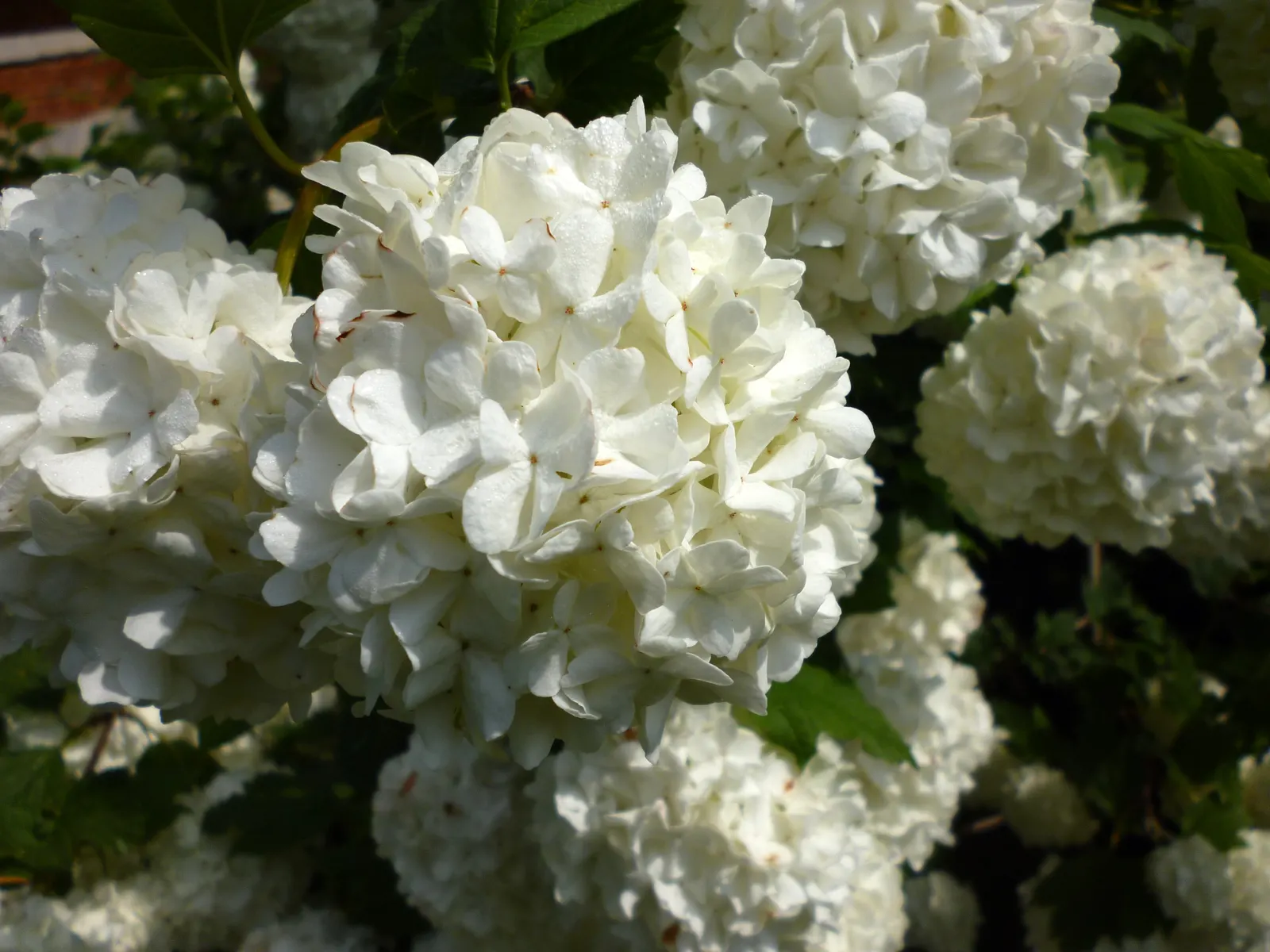 Common Snowball (Viburnum Opulus 'Roseum') — yet showy addition to their cultivated space; is a striking deciduous shrub, image 97