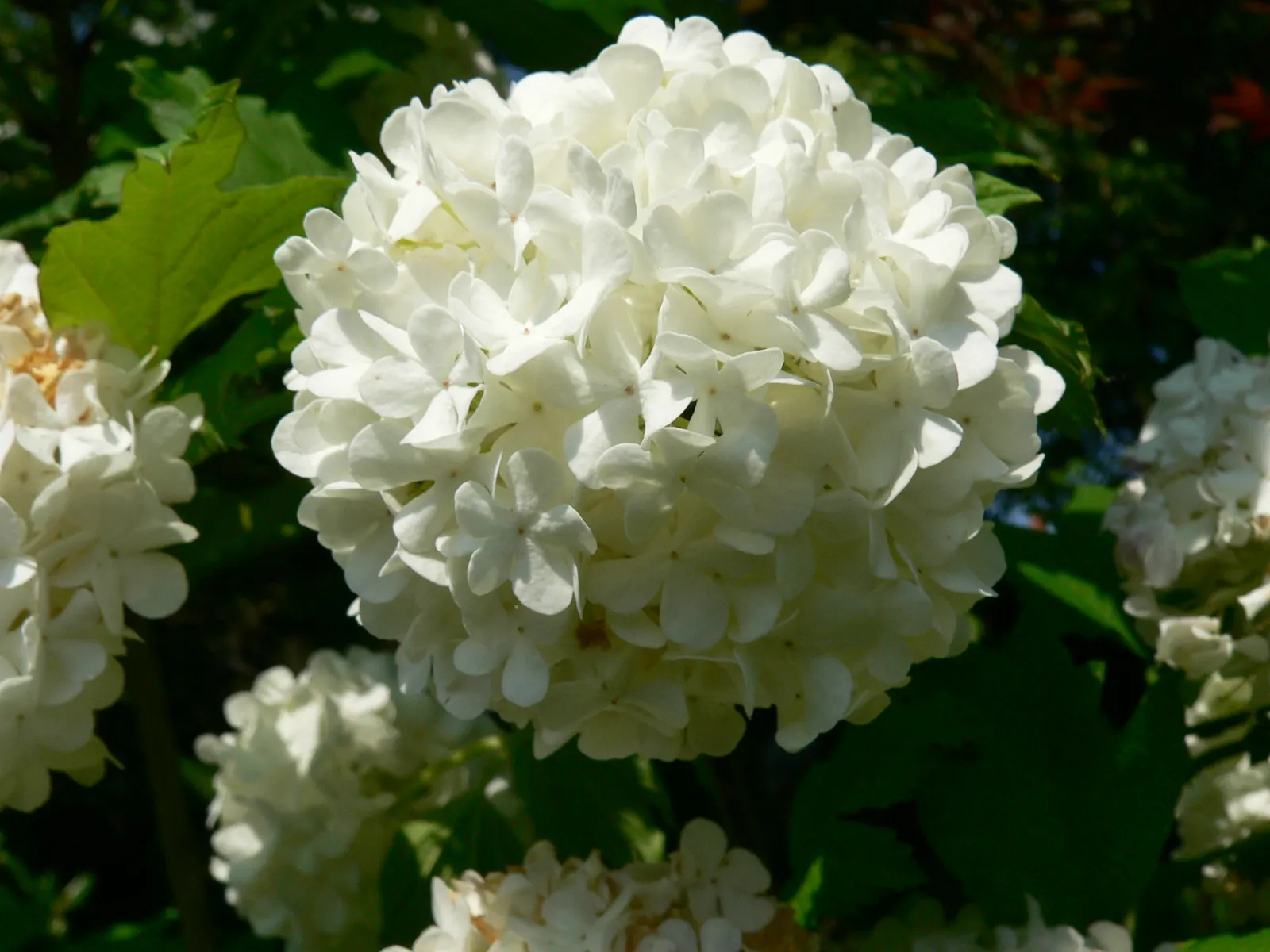 Common Snowball (Viburnum Opulus 'Roseum') — Preferring full sun to partial shade; consider providing ample space for its mature size to allow for, image 89
