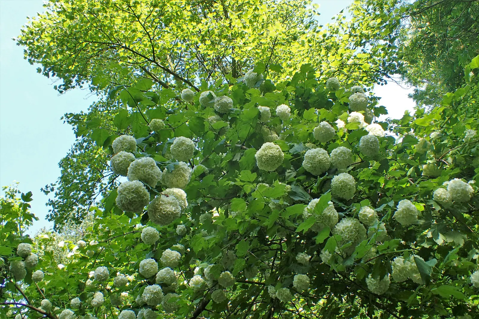 Common Snowball (Viburnum Opulus 'Roseum') — When planning its placement; hardy in zones 3-8, this viburnum variety offers a low-maintenance, showy, image 94