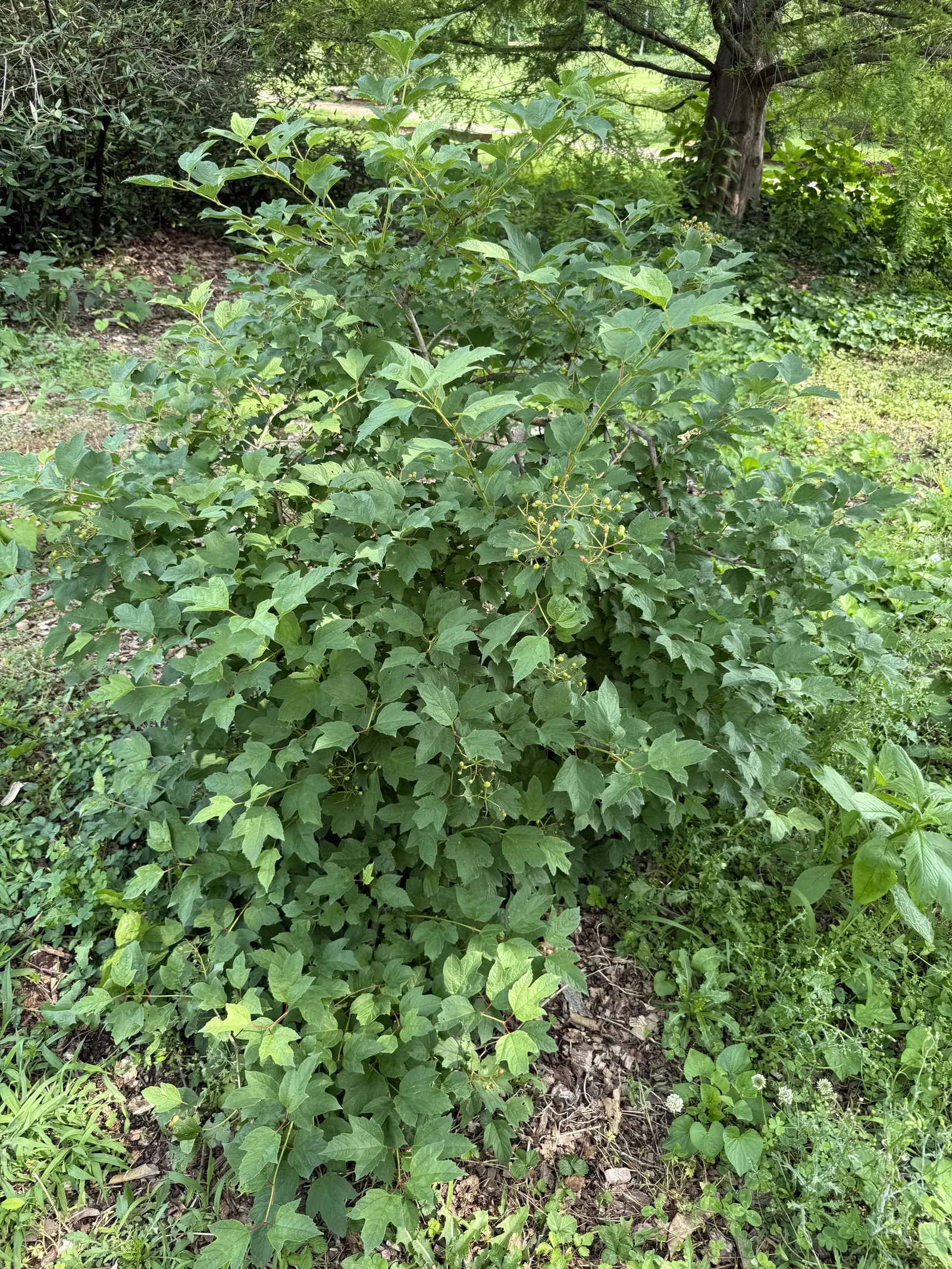 Common Snowball (Viburnum Opulus 'Roseum') — is a striking deciduous shrub; mature specimens reach 12 feet in height and spread, flourishing in, image 101