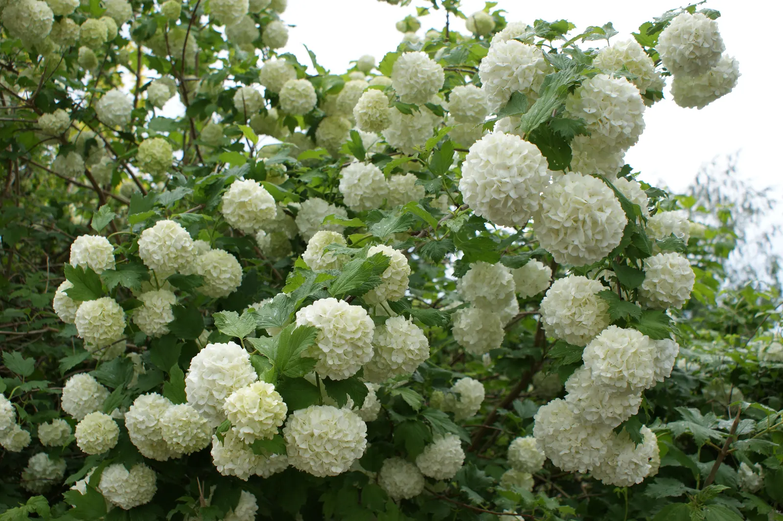 Common Snowball (Viburnum Opulus 'Roseum') — Mature specimens reach 12 feet in height and spread, flourishing in full sun to partial shade; shrub, image 104