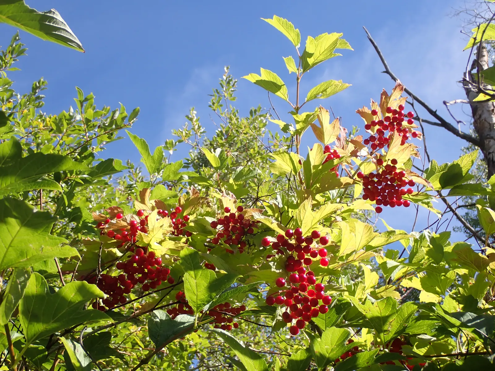 Common Snowball (Viburnum Opulus 'Roseum') — Mature specimens reach 12 feet in height and spread, flourishing in full sun to partial shade; shrub, image 54