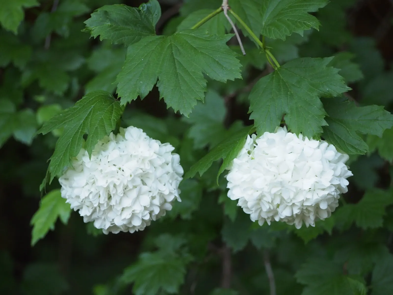 Common Snowball (Viburnum Opulus 'Roseum') — shrub with white blooms; the Common Snowball thrives in well-drained, image 74