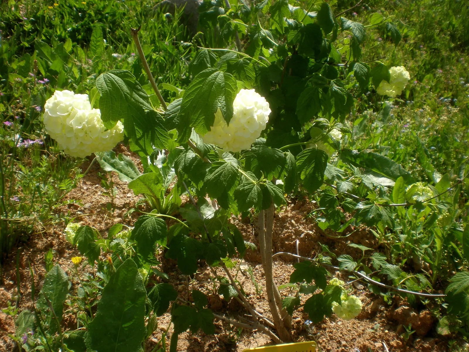 Common Snowball (Viburnum Opulus 'Roseum') — this Viburnum is resistant to many pests and diseases; loamy soil but is relatively adaptable to, image 92