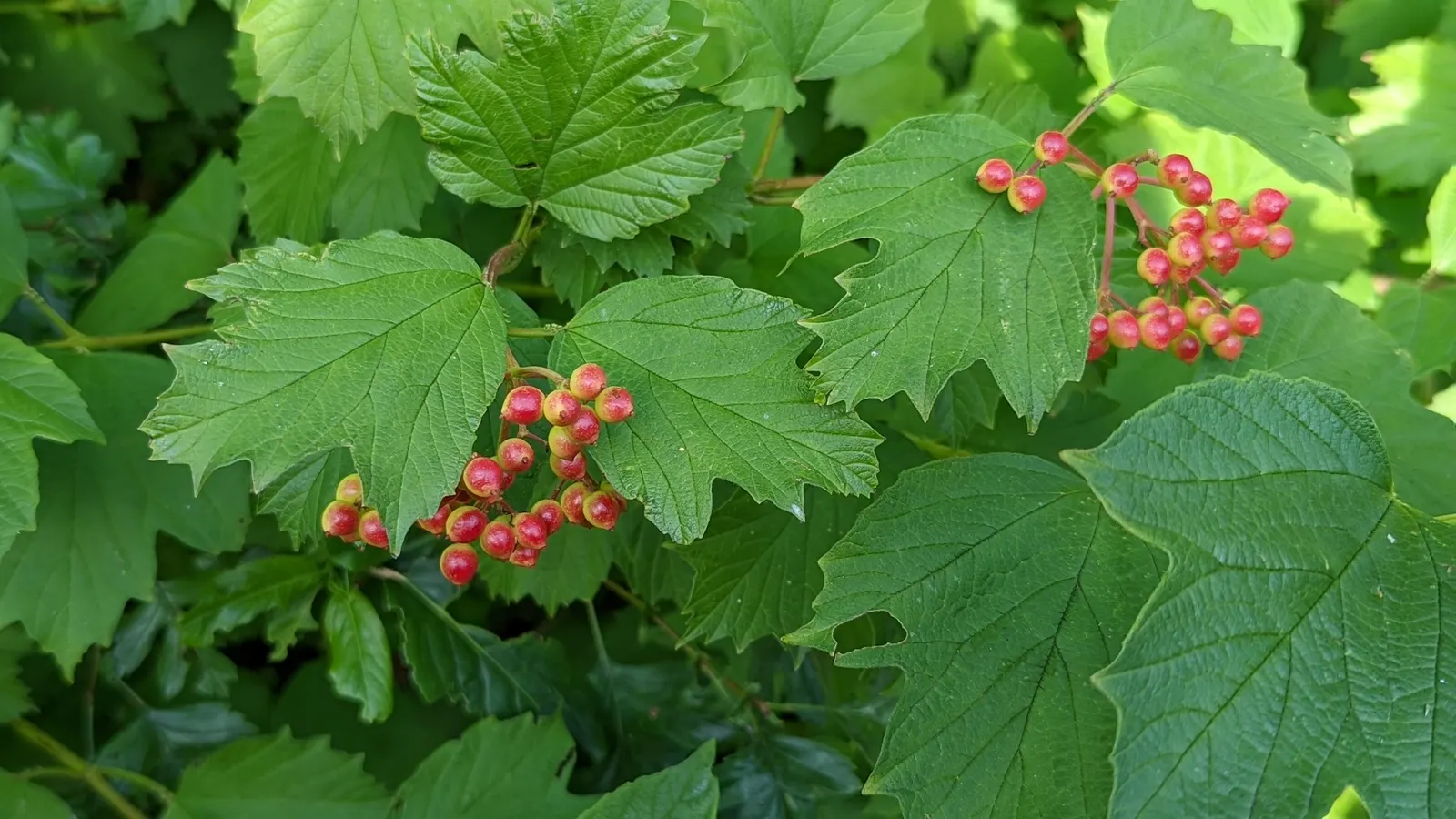 Common Snowball (Viburnum Opulus 'Roseum') — is a striking deciduous shrub; mature specimens reach 12 feet in height and spread, flourishing in, image 51