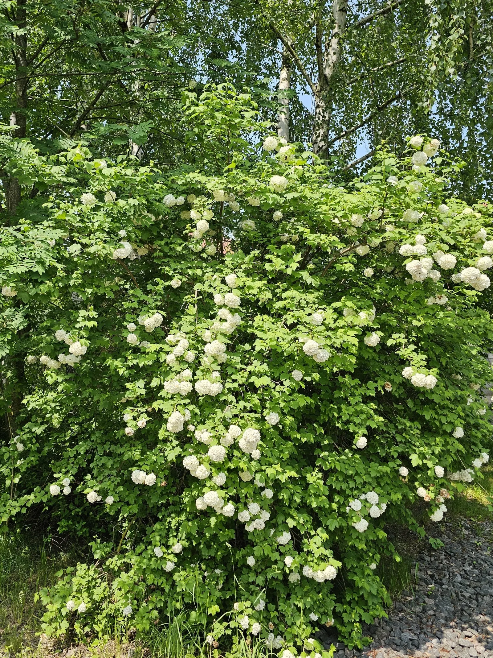 Common Snowball (Viburnum Opulus 'Roseum') — with dense clusters of sterile flowers that emerge as green; then transform to a radiant white in late, image 109