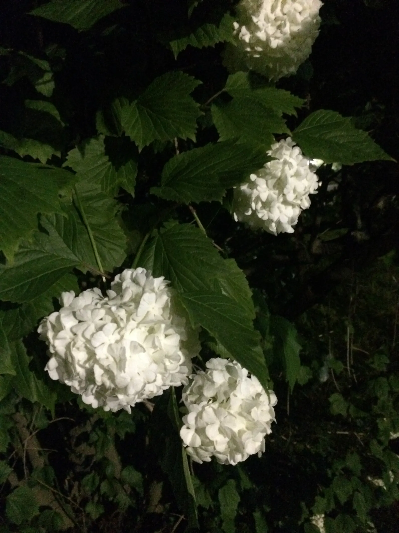 Common Snowball (Viburnum Opulus 'Roseum') — globular blooms reminiscent of hydrangeas; these blossoms span up to 3 inches across and grace the, image 108
