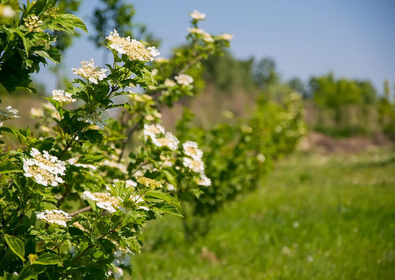 Common Snowball (Viburnum Opulus 'Roseum') — the Viburnum opulus 'Roseum' presents a compelling choice for clients desiring a low-maintenance; when planning