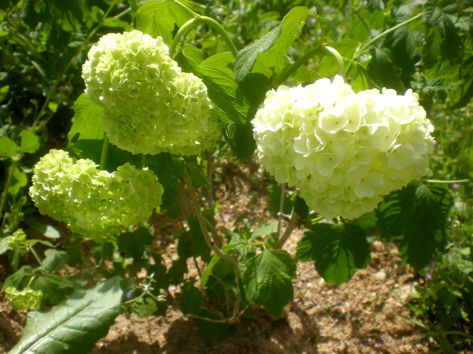 Common Snowball (Viburnum Opulus 'Roseum') — globe-shaped clusters of white flowers that resemble snowballs; with a naturally rounded form that, image 77