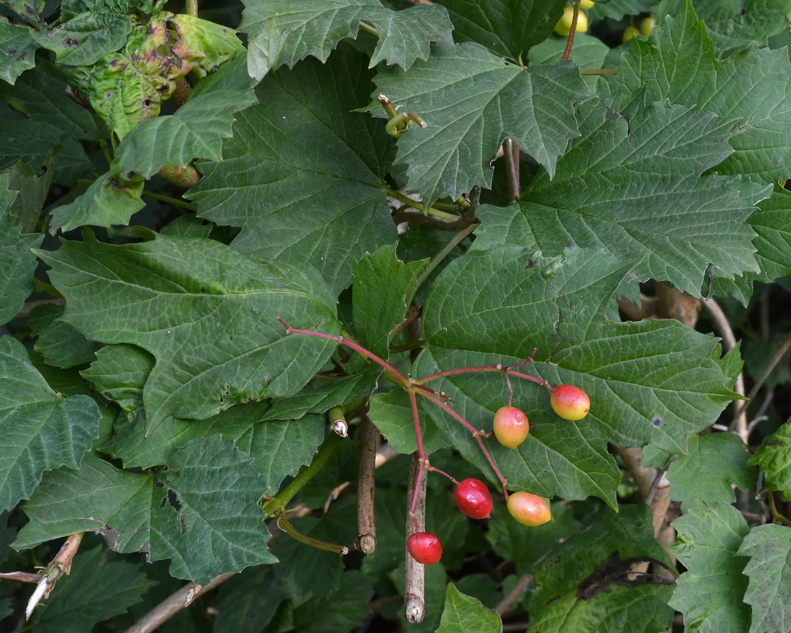 Common Snowball (Viburnum Opulus 'Roseum') — with a naturally rounded form that offers a lush backdrop of dark green leaves; shrub with white blooms
