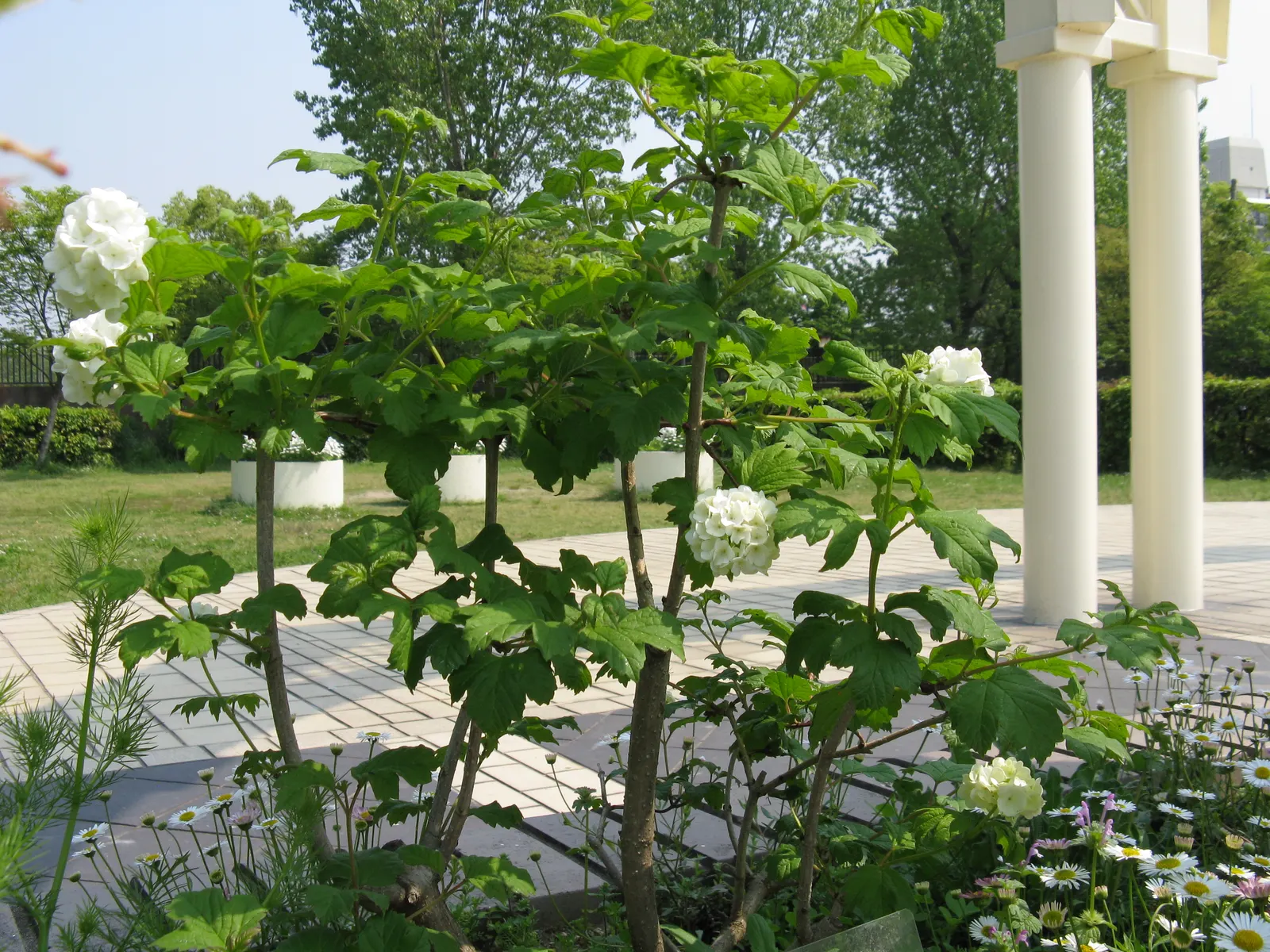 Common Snowball (Viburnum Opulus 'Roseum') — loamy soil but is relatively adaptable to various soil types.<br><br>Hardy in USDA Zones 3 through 8, image 91