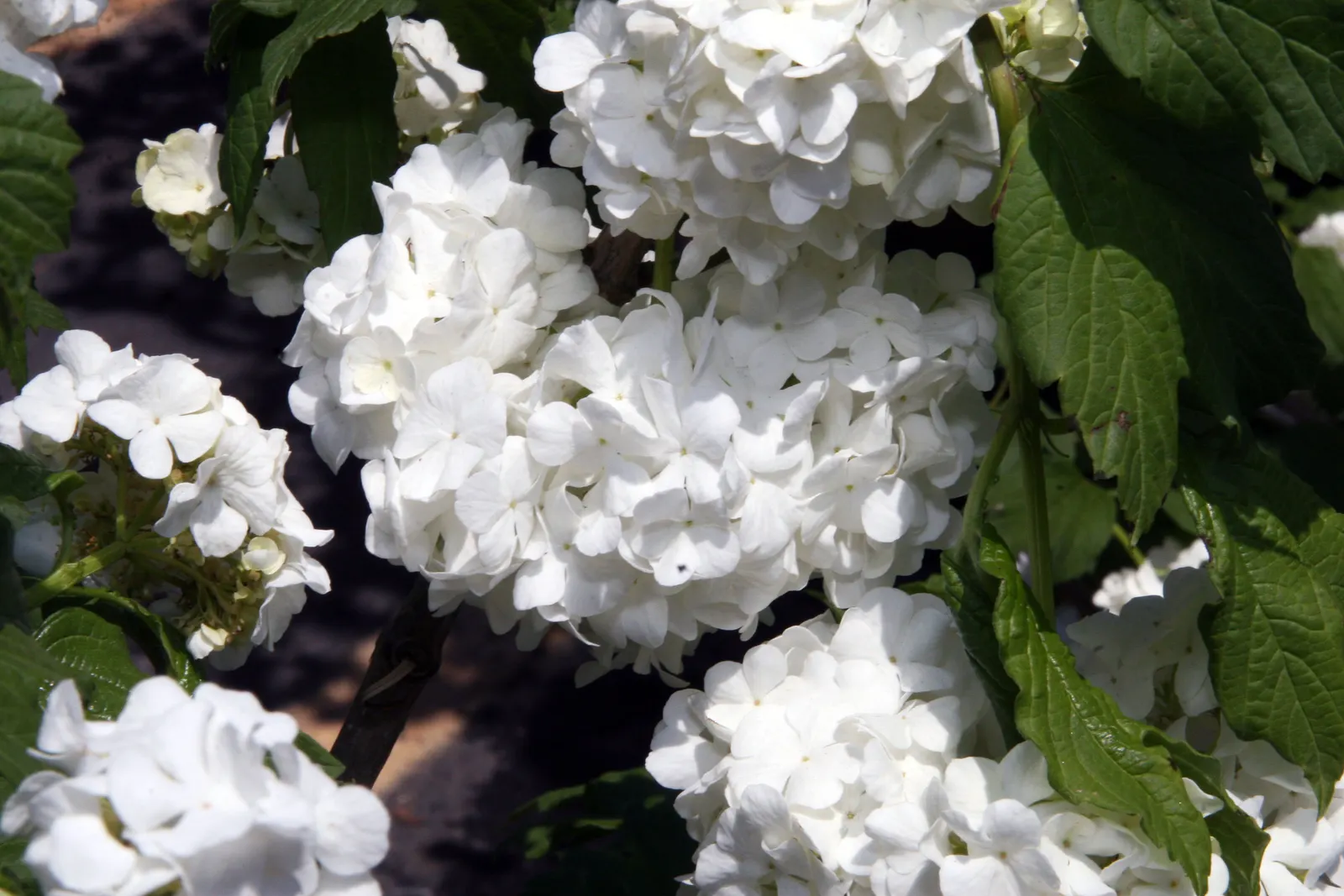 Common Snowball (Viburnum Opulus 'Roseum') — Mature specimens reach 12 feet in height and spread, flourishing in full sun to partial shade; shrub, image 79