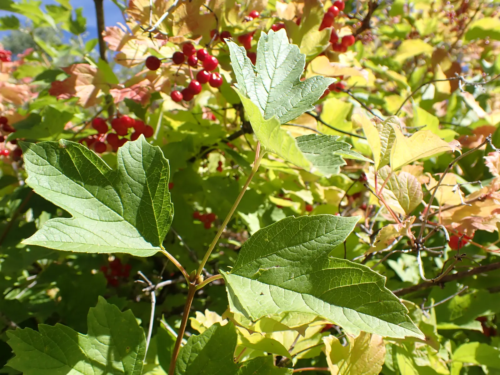 Common Snowball (Viburnum Opulus 'Roseum') — The foliage generates further interest with a transition to a purplish-red hue in the fall, image 62