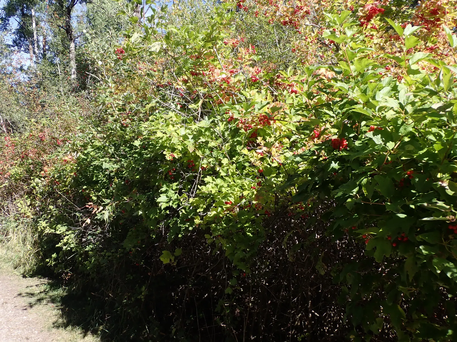 Common Snowball (Viburnum Opulus 'Roseum') — loamy soil but is relatively adaptable to various soil types.<br><br>Hardy in USDA Zones 3 through 8; with dense